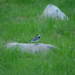 Kemping Haaviku Nature *
