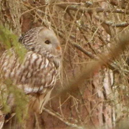 Haaviku Nature Κάμπινγκ *
