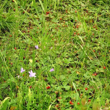 Haaviku Nature Sagadi