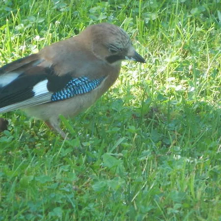 Campeggio Haaviku Nature *