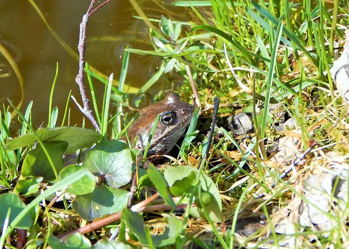 Haaviku Nature Campingplatz *