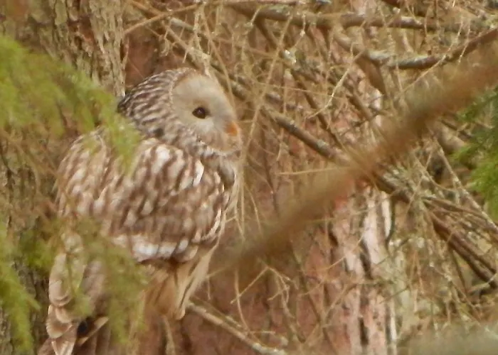 Haaviku Nature Campingplatz *