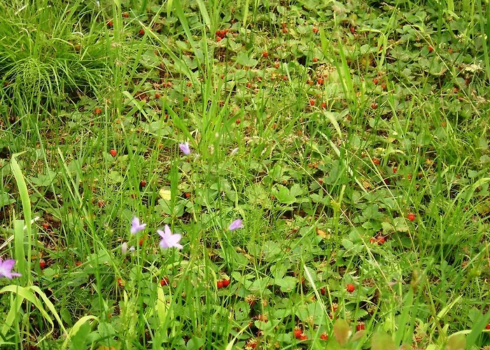 Haaviku Nature Sagadi