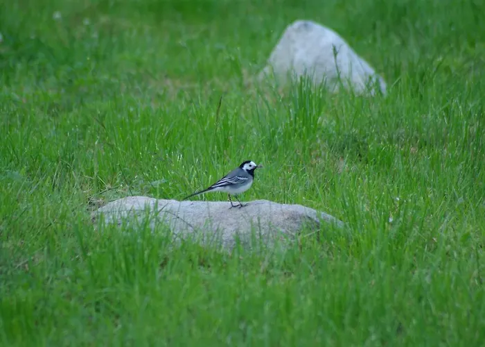 Campeggio Haaviku Nature *