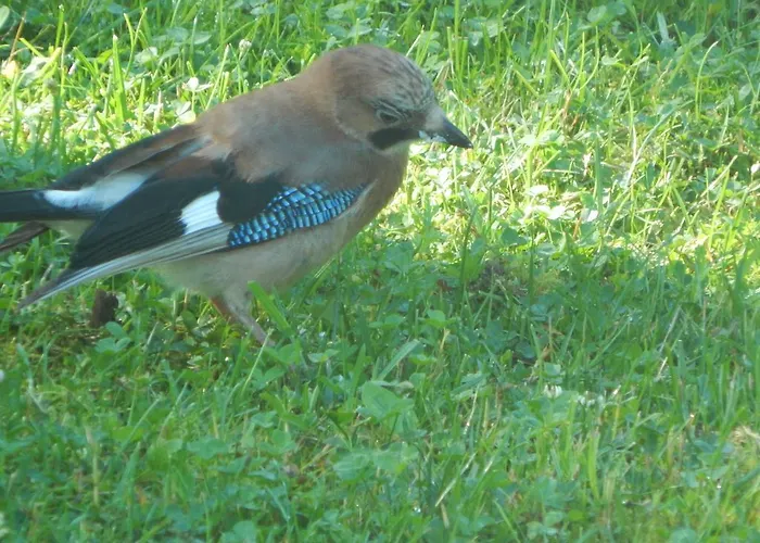 Campingplatz Haaviku Nature *