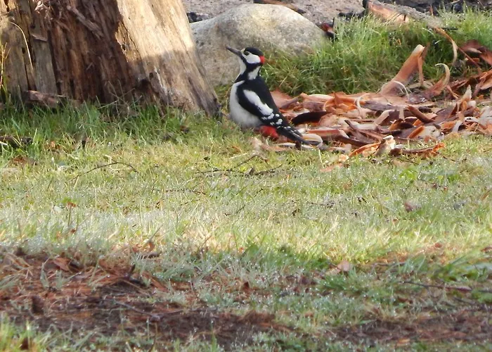 Haaviku Nature Campeggio Sagadi